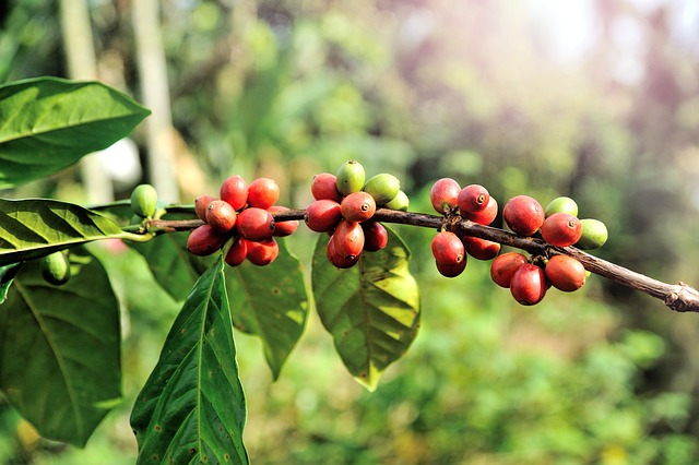 Coffee berry extract for skin