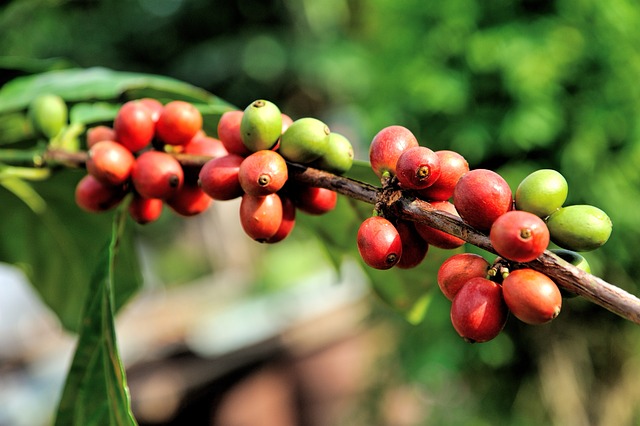 Coffee berry extract for skin