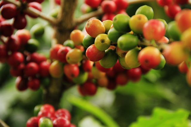 Coffee berry extract for skin