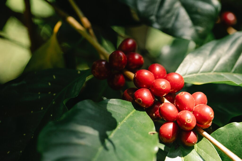Coffee berry for skin