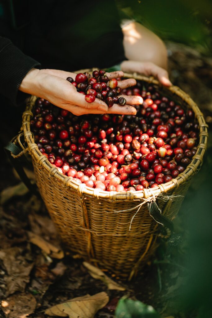 Coffee berry for skin