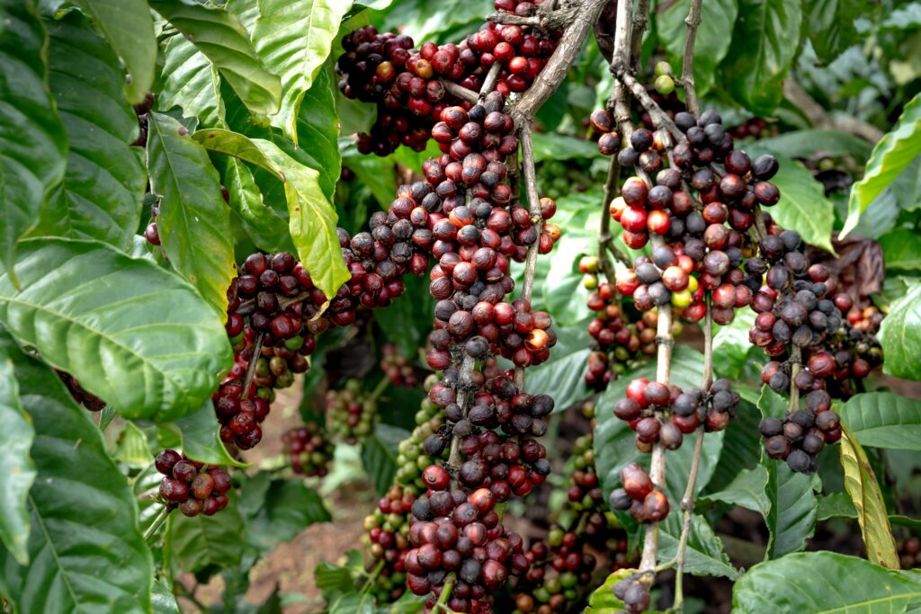 Coffee berry for skin