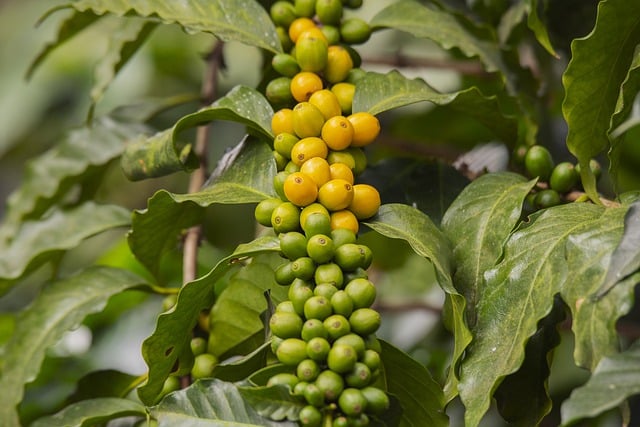 Is green coffee good for skin whitening?