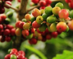 Coffee berry extract for skin