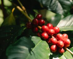 Coffee berry for skin