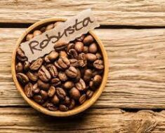 Why is robusta coffee good for skin?