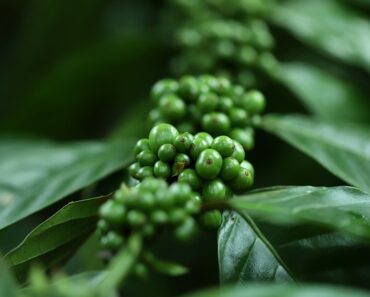 Is green coffee good for skin whitening?