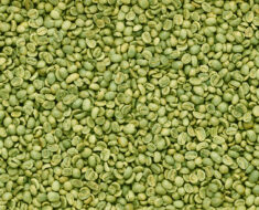 How to use green coffee beans for weight loss?